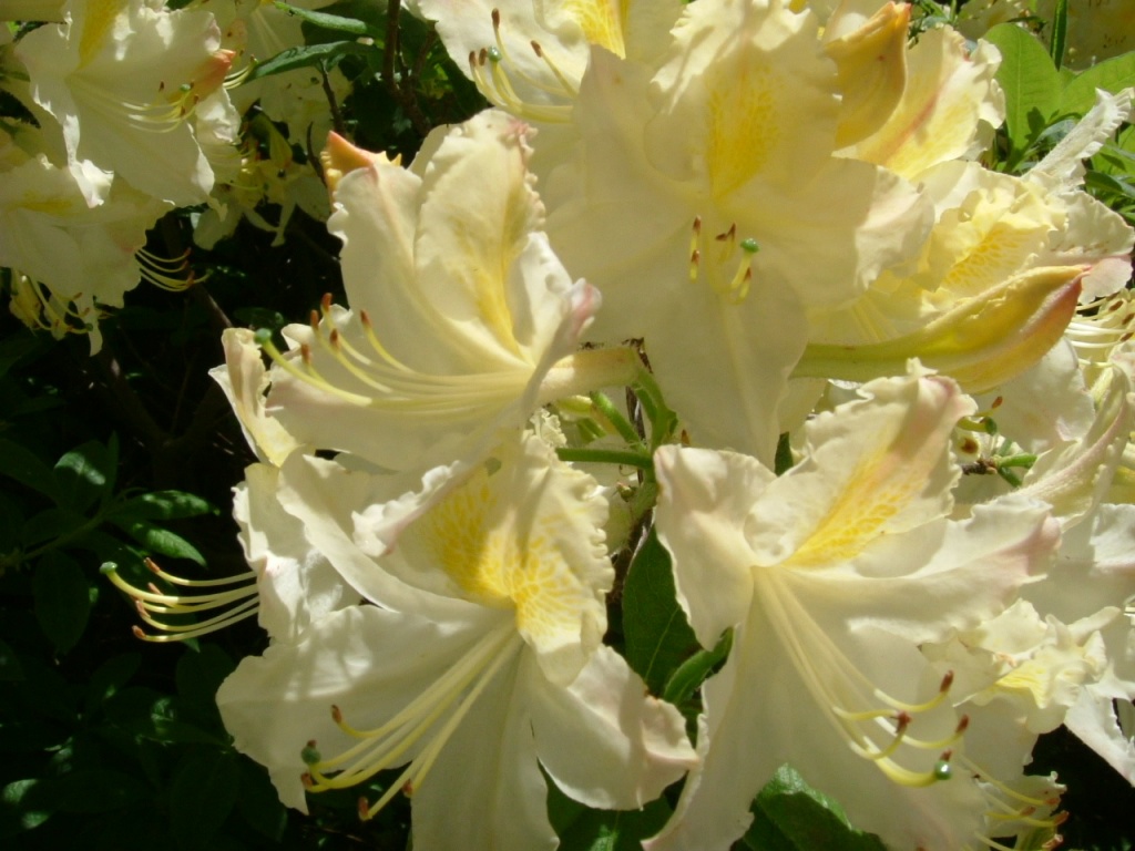 DSCF1118