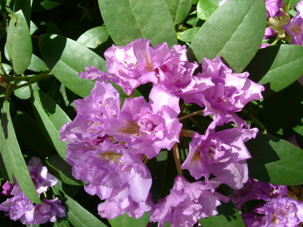 DSCF1125