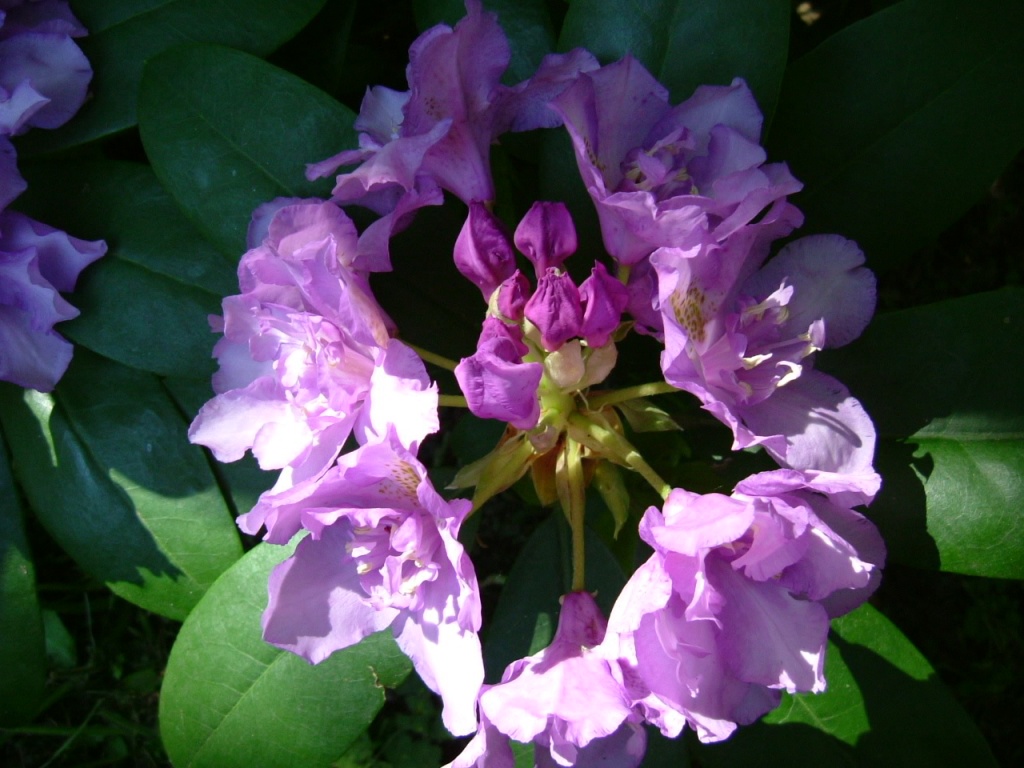 DSCF1131