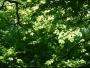 DSCF1144